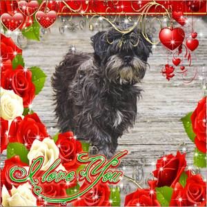 Meet your Posher, Dan